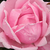Roz - Trandafir teahibrid - Madame Caroline Testout